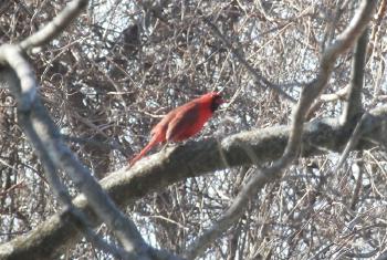 Same cardinal, different tree