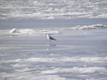 A gull out on the frozen Hudson River