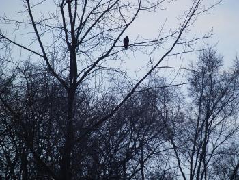 A hawk briefly in a tree at Croton Point Park before chasing after its mate