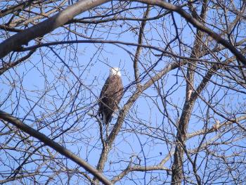 Bald eagle at Croton Point Park