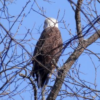 Bald eagle at Croton Point Park