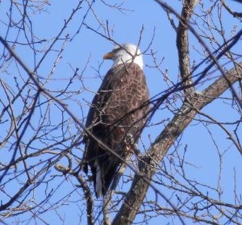 Bald eagle at Croton Point Park