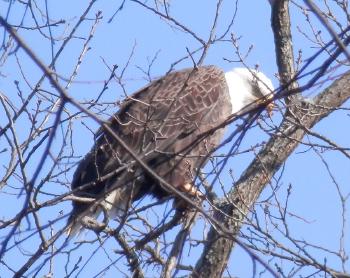 Bald eagle at Croton Point Park