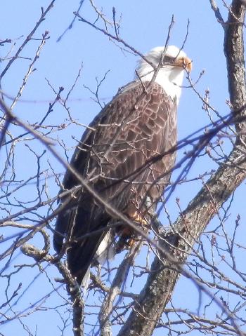 Bald eagle at Croton Point Park