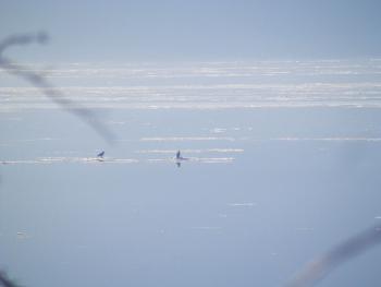 My guestimate is two juvenile bald eagles on an ice flow on the Hudson River