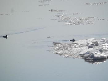 Ducks to frigid water (Hudson River)