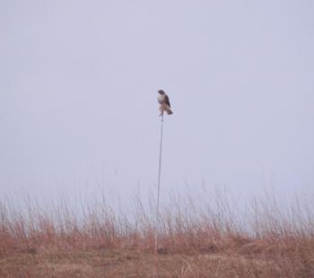 Hawk perched on pole at Croton Point Park