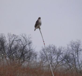 Hawk perched on pole at Croton Point Park