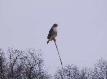Hawk perched on pole at Croton Point Park