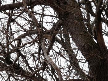 Hawk eating at Croton Point Park. As I ran beneath along the road he launched out of a tree, coming back seconds later from the field with his prey.