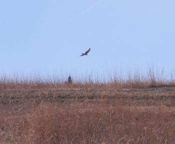 Hawk flying at Croton Point Park