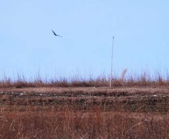 Hawk flying at Croton Point Park