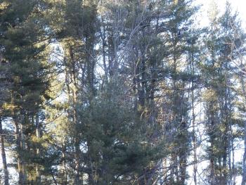 Two juvenile eagles perched in trees overlooking New Croton Reservoir