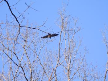 Juvenile eagle in flight near New Croton Reservoir
