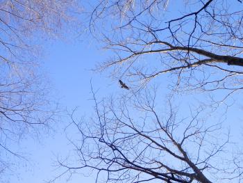 Juvenile eagle in flight near New Croton Reservoir