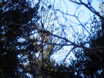 A juvenile and adult eagle perched in trees overlooking New Croton Reservoir. I literally guessed where the flying juvenile landed and only saw the adult later at my computer.