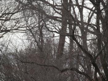 A bird hawk perched in trees at Croton Point Park. Tried to get a second shot, but as usual he was very skittish.