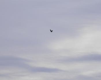 A bald eagle in flight over Croton Point Park.