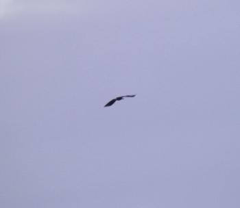 A bald eagle in flight over Croton Point Park.