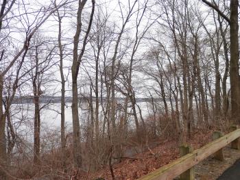 Wide-angle view of a bald eagle perched in tree overlooking the Hudson River at Croton Point Park.