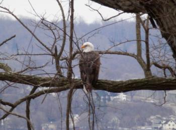 A bald eagle perched in tree overlooking the Hudson River at Croton Point Park.