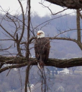 A bald eagle perched in tree overlooking the Hudson River at Croton Point Park.