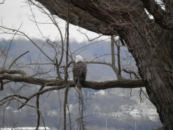 A bald eagle perched in tree overlooking the Hudson River at Croton Point Park.