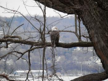 A bald eagle perched in tree overlooking the Hudson River at Croton Point Park.