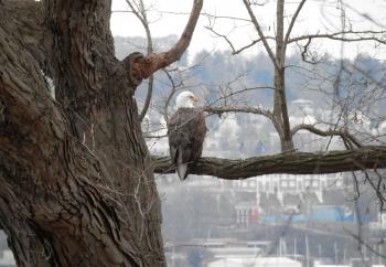 A bald eagle perched in tree overlooking the Hudson River at Croton Point Park.