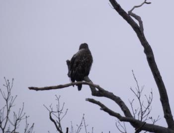 A juvenile bald eagle perched in tree overlooking the Hudson River at Croton Point Park.