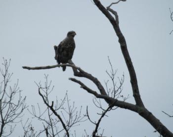 A juvenile bald eagle perched in tree overlooking the Hudson River at Croton Point Park.