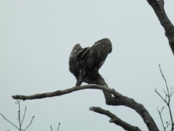 A juvenile bald eagle about to take flight at Croton Point Park.