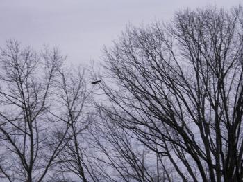 A juvenile bald eagle flying at Croton Point Park.