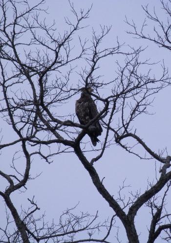 A juvenile bald eagle perched in tree at Croton Point Park.