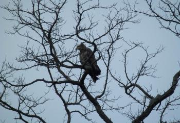 A juvenile bald eagle perched in tree at Croton Point Park.