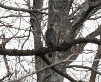 A cooper's hawk perched in tree at Croton Point Park.