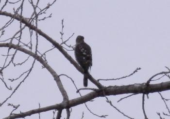 A hawk perched in tree in Croton Point Park.