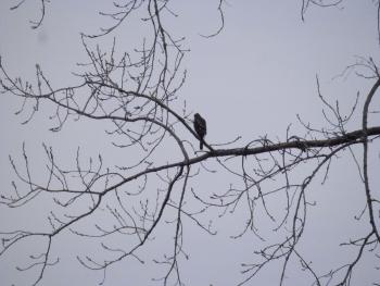 A hawk perched in tree in Croton Point Park.