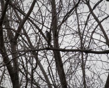 A hawk perched in tree in Croton Point Park.