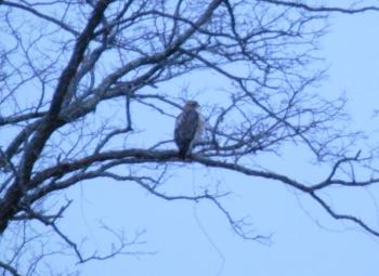 A hawk perched in tree viewed from my kitchen window.