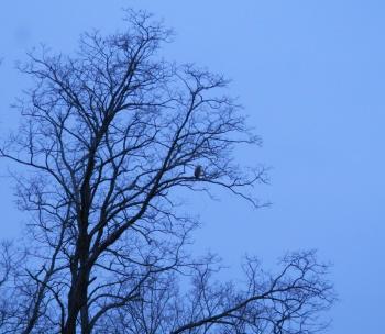 A hawk perched in tree viewed from my kitchen window.