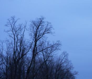 Wide-angle view of a hawk perched in tree viewed from my kitchen window.