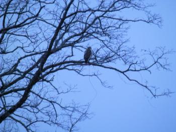 A hawk perched in tree viewed from my kitchen window.