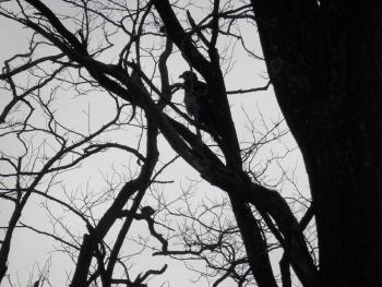 A juvenile bald eagle perched in tree at Croton Point Park.