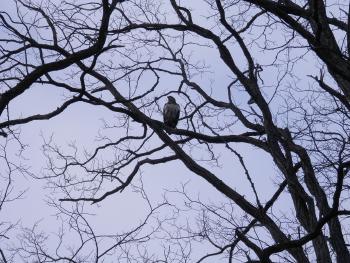 A juvenile bald eagle perched in tree at Croton Point Park.