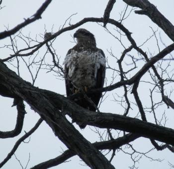 A juvenile bald eagle perched in tree at Croton Point Park. One of my favorites.