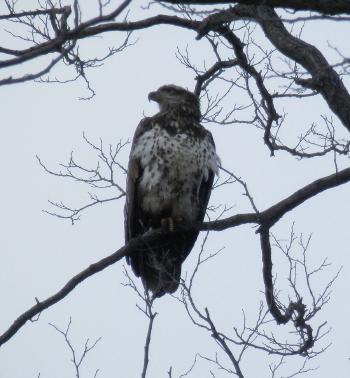 A juvenile bald eagle perched in tree at Croton Point Park. One of my favorites.