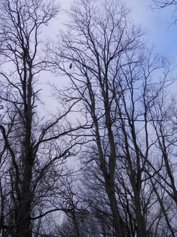 Wide-angle view of a juvenile bald eagle perched in tree at Croton Point Park. Close enough I moved slowly and did my best not to annoy him as I passed through.