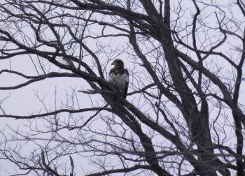 A juvenile bald eagle perched in tree at Croton Point Park.