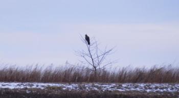 A hawk perched in a small tree in Croton Point Park.